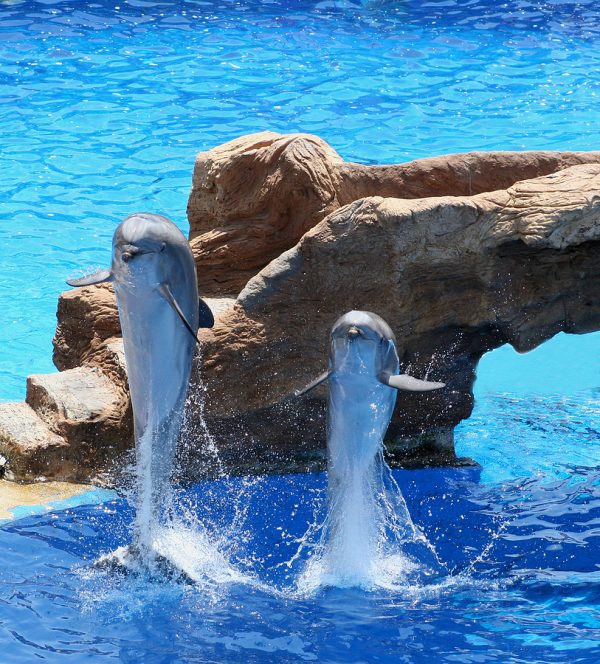 Christmas Celebration at Sea World